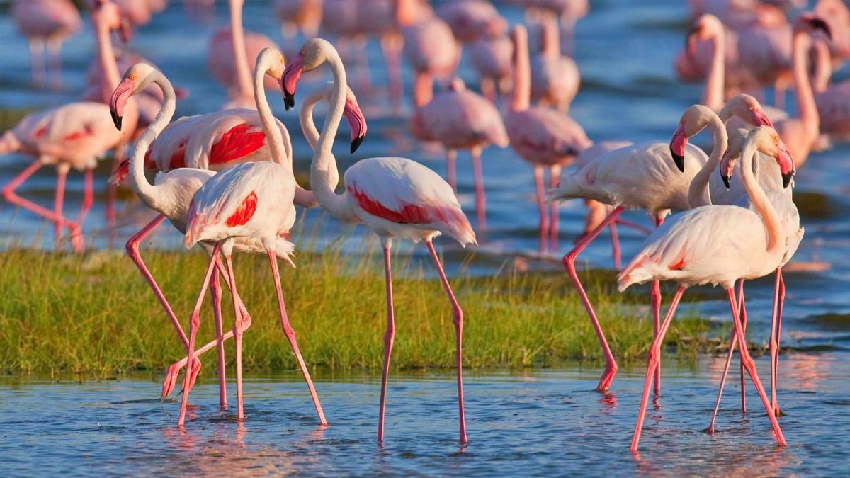 best safari in Kenya